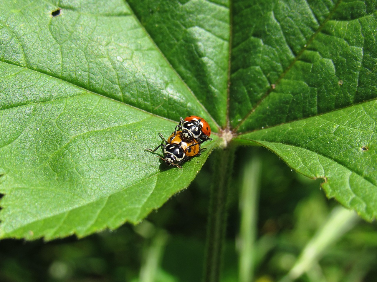 微信号白号批发：网页代理怎么分成平台
