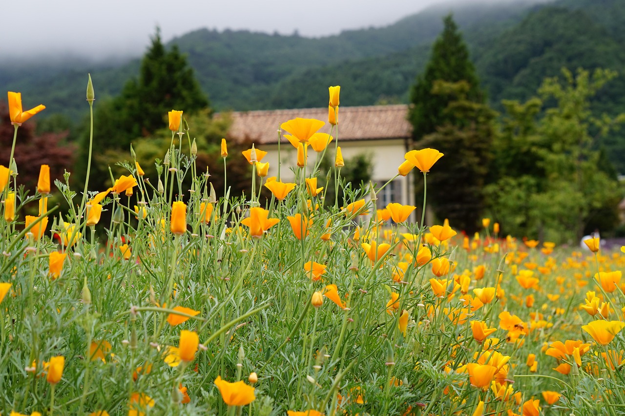 流量卡的合作伙伴和合作方有哪些？